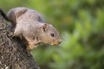 squirrel on tree