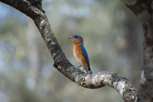 El p&aacute;jaro de colores est&aacute; parado en la rama gruesa.