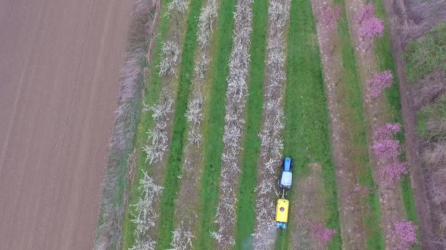 Cherry Tree Crop Spraying Germany