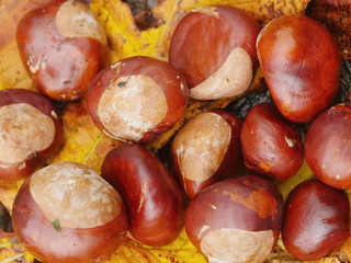 conkers outside leaf