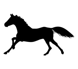 Fototapeta na wymiar The gallop of the horse (silhouette)