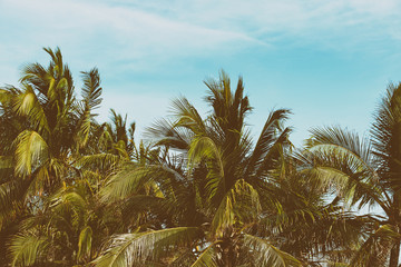 Fototapeta na wymiar The Coconut Trees - Retro Filtered.