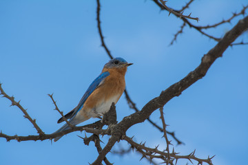 El pájaro camina por la rama seca.