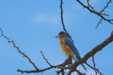 El pájaro está parado entre ramas secas y espinas.