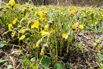 Tussilago farfara