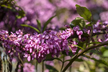 Fototapeta na wymiar branch of pink spring flower 