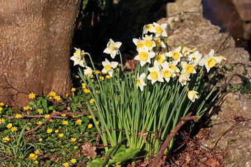 daffodils and celandines