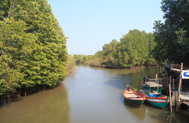 mangrove forest in river side