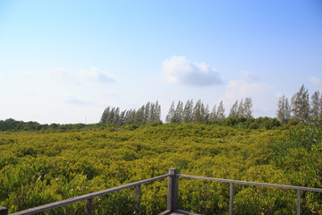 mangrove forest with blue sky