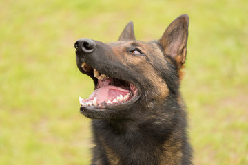 German shepherd portrait