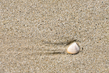 Sea shell on the beach