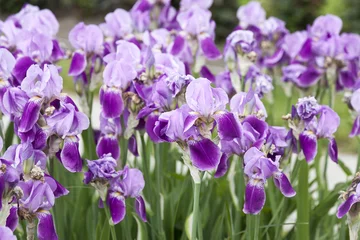 Papier Peint photo Lavable Iris Beautiful irises in the meadow in the Park