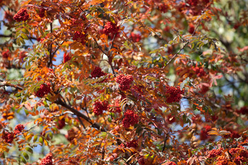 Rowan tree in autumn