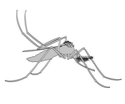 2d cartoon illustration of Aedes Aegypti