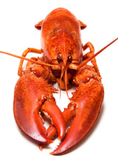 Red lobster isolated on white background
