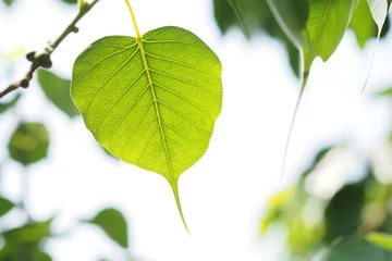 Crédence de cuisine en verre imprimé Arbres Green leafs of Sacred tree in summer 