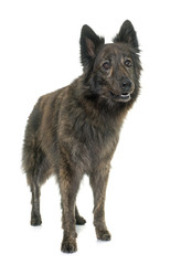 Dutch Long haired shepherd