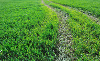 empreintes de tracteur dans champ de blé 