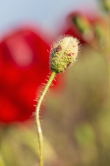 Poppy flower bud. 