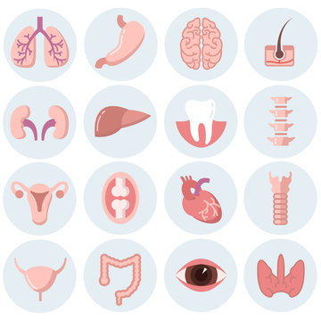 Human organs flat icons vector set