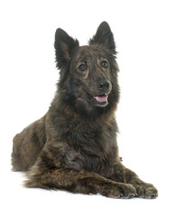 Dutch Long haired shepherd