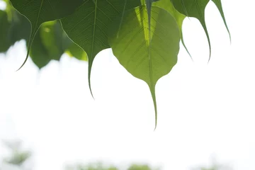 Tableaux ronds sur plexiglas Arbres Green leafs of Sacred tree in summer 