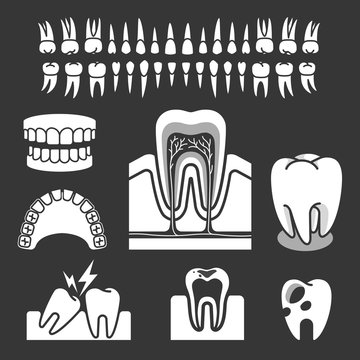 Human tooth anatomy. Vector illustration.
