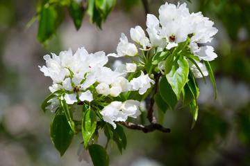 blossoming garden with pear trees in the spring