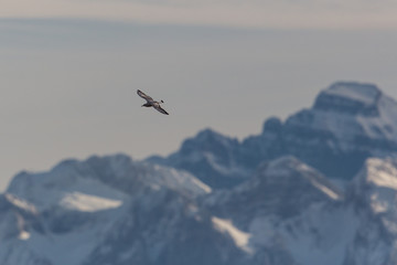 Black headed gull (Larus ridibundus) with mountains