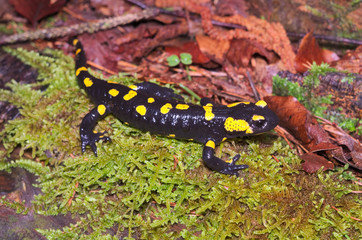 Fire salamander (Salamandra salamandra) in a wood of the Italian Alps
