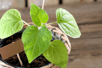 Physalis Andenbeere Jungpflanze mit Pappschild
