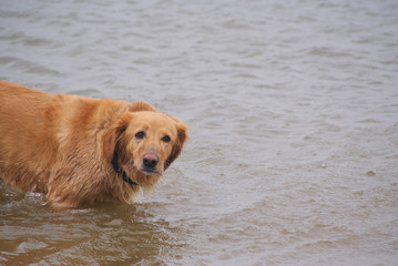 Hund im Meer