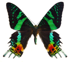 Naklejka premium chrysiridia rhipheus butterfly