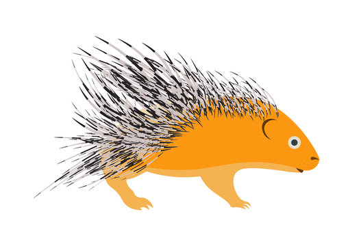 porcupine vector illustration.porcupine isolated on white background.