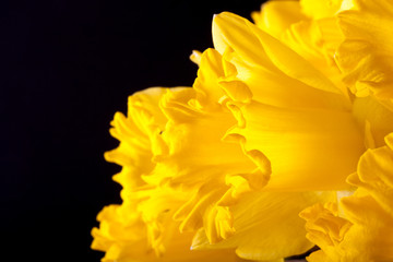 Yellow spring narcissus. Shallow depth of field. Selective Focus