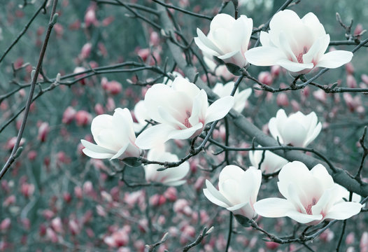 Fototapeta Spring floral background with white magnolia flowers.
