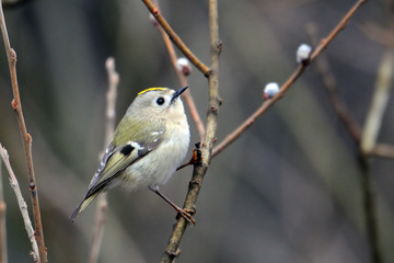 Perching Goldcrest in early spring