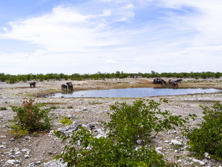 Elefanten, Afrikanischer Elefant (Loxodonta africana) an einem Wasserloch, .Okaukuejo, Etosha Nationalpark, Namibia, Afrika