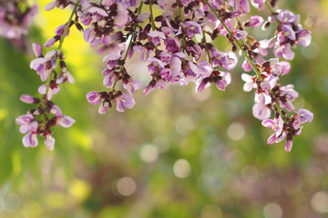 Purple flower bloom in summer of Thailand