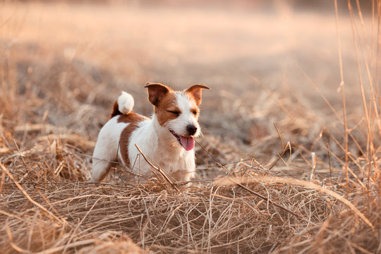 Dog breed Jack Russell Terrier walking in the park
