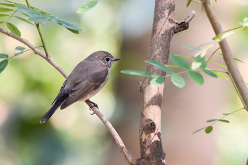 Asian Brown Flycatcher (Muscicapa Dauurica), Bird