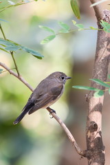 Asian Brown Flycatcher (Muscicapa Dauurica), Bird