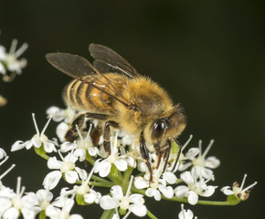 Honey Bee on flowering goutweed