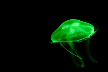 Moon jellyfish (Aurelia aurita) in aquarium.