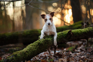Dog breed Jack Russell Terrier walking in the forest