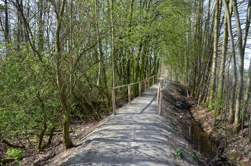 Obraz premium Aufgeschütteter Waldweg unter Bäumen