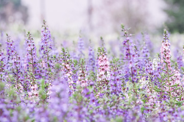Purple lavender flowers in the field