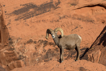 Naklejka premium Desert Bighorn Sheep Ram