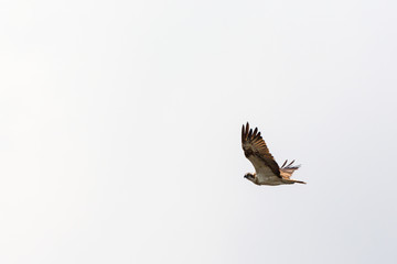Osprey flying