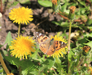Бабочка репейница (Vanessa cardui) на одуванчике 